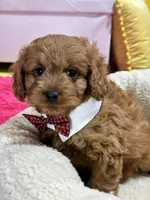 Henry, a male Cavapoo for sale in Missouri, MO – Photo 3 of 8