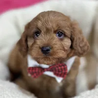 Henry, a male Cavapoo for sale in Missouri, MO – Photo 7 of 9