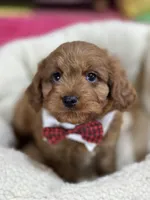 Henry, a male Cavapoo for sale in Missouri, MO – Photo 2 of 8