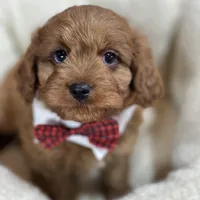 Henry, a male Cavapoo for sale in Missouri, MO – Photo 6 of 9