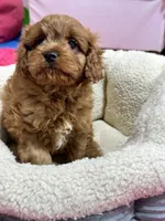 Henry, a male Cavapoo for sale in Missouri, MO – Photo 7 of 8