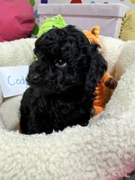Cody, a male Cavapoo and Cavalier King Charles Spaniel for sale in Marshfield, MO – 5 of 10