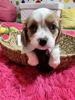 Jake , a male Cavalier King Charles Spaniel for sale in Marshfield, MO – 2 of 10