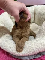 Ruby, a female Cavapoo and Cavalier King Charles Spaniel for sale in Marshfield, MO – 10 of 10