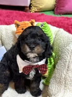 Benny, a male Cavapoo and Cavalier King Charles Spaniel for sale in Marshfield, MO – 8 of 10