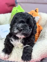 Tommy, a male Cavapoo and Cavalier King Charles Spaniel for sale in Marshfield, MO – 4 of 10