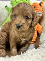 Alex , a male Cavapoo and Cavalier King Charles Spaniel for sale in Marshfield, MO – 2 of 7