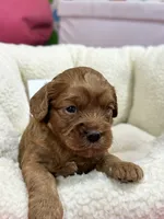 Herman, a male Cavapoo and Cavalier King Charles Spaniel for sale in Marshfield, MO – 3 of 7