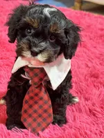 Gabriel , a male Cavapoo and Cavalier King Charles Spaniel for sale in Marshfield, MO – 1 of 10