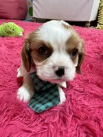 Johnny, a male Cavalier King Charles Spaniel for sale in Marshfield, MO – 3 of 10