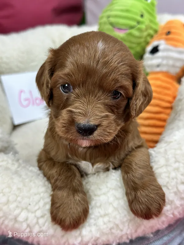 Gloria  – Cavapoo, Cavalier King Charles Spaniel puppy for sale in Marshfield, MO