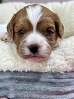 Dixie, a female Cavapoo and Cavalier King Charles Spaniel for sale in Marshfield, MO – 5 of 10