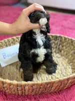 Boomer, a male Cavapoo and Cavalier King Charles Spaniel for sale in Marshfield, MO – 9 of 9