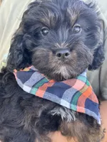 Gabe , a male Cavapoo and Cavalier King Charles Spaniel for sale in Marshfield, MO – 7 of 10