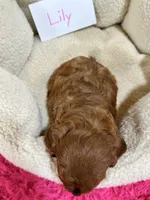 Lily , a female Cavapoo and Cavalier King Charles Spaniel for sale in Marshfield, MO – 8 of 10
