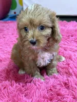 Lacy, a female Cavapoo and Cavalier King Charles Spaniel for sale in Marshfield, MO – 10 of 10
