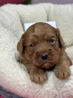 Herman, a male Cavapoo and Cavalier King Charles Spaniel for sale in Marshfield, MO – 6 of 7