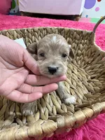 Max, a male Schnoodle for sale in Missouri, MO – 5 of 7