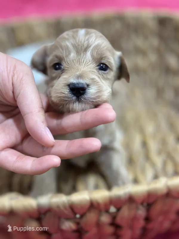 Max – Schnoodle puppy for sale in Missouri, MO