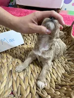 Max, a male Schnoodle for sale in Missouri, MO – 6 of 7