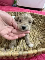 Max, a male Schnoodle for sale in Missouri, MO – 2 of 7