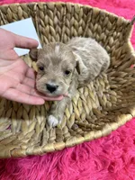 Max, a male Schnoodle for sale in Missouri, MO – 3 of 7