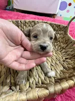 Max, a male Schnoodle for sale in Missouri, MO – 4 of 7