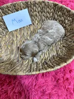Max, a male Schnoodle for sale in Missouri, MO – 7 of 7