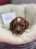 Shirley, a female Cavapoo and Cavalier King Charles Spaniel for sale in Marshfield, MO – 7 of 9