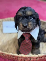Winston, a male Cavapoo and Cavalier King Charles Spaniel for sale in Marshfield, MO – 3 of 10
