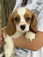 Jake , a male Cavalier King Charles Spaniel for sale in Marshfield, MO – 4 of 10
