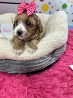 Paprika, a female Cavapoo and Cavalier King Charles Spaniel for sale in Marshfield, MO – 7 of 10