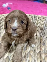 Martha , a female Cavapoo for sale in Missouri, MO – Photo 2 of 5