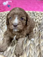 Martha , a female Cavapoo for sale in Missouri, MO – Photo 1 of 5