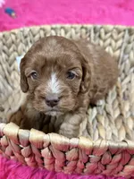 Martha , a female Cavapoo for sale in Missouri, MO – Photo 3 of 5