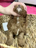 Martha , a female Cavapoo for sale in Missouri, MO – Photo 5 of 5