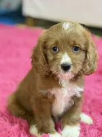Murray , a male Cavapoo and Cavalier King Charles Spaniel for sale in Marshfield, MO – 2 of 10