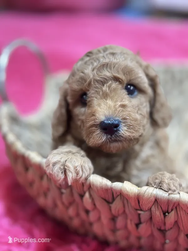Gus – Cavapoo, Cavalier King Charles Spaniel puppy for sale in Marshfield, MO