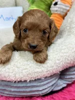 Marty, a male Cavapoo and Cavalier King Charles Spaniel for sale in Marshfield, MO – 1 of 6