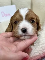 Dixie, a female Cavapoo and Cavalier King Charles Spaniel for sale in Marshfield, MO – 6 of 10