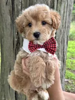 Max, a male Schnoodle for sale in Marshfield, MO – 3 of 10