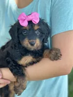 Bella , a female Cavapoo and Cavalier King Charles Spaniel for sale in Marshfield, MO – 4 of 10