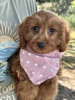 Joy, a female Cavapoo and Cavalier King Charles Spaniel for sale in Marshfield, MO – 2 of 10