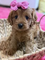 Wendy , a female Cavapoo and Cavalier King Charles Spaniel for sale in Marshfield, MO – 4 of 10