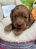 Alex , a male Cavapoo and Cavalier King Charles Spaniel for sale in Marshfield, MO – 3 of 7