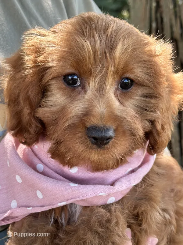Joy – Cavapoo, Cavalier King Charles Spaniel puppy for sale in Marshfield, MO