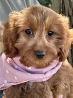 Joy, a female Cavapoo and Cavalier King Charles Spaniel for sale in Marshfield, MO – 1 of 10