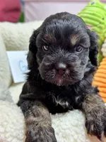 Gabe, a male Cavapoo and Cavalier King Charles Spaniel for sale in Marshfield, MO – 2 of 9
