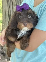 Coco, a female Cavapoo and Cavalier King Charles Spaniel for sale in Marshfield, MO – 4 of 10