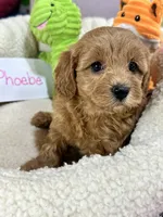 Phoebe, a female Cavapoo and Cavalier King Charles Spaniel for sale in Marshfield, MO – 3 of 8